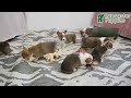 Welsh Corgi Pembroke dogs for sale: Roxy - Video 1