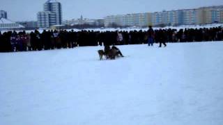 preview picture of video 'Надым. день оленевода. гонки на собачьих упряжках'