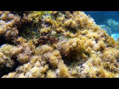 Lipophrys trigloides