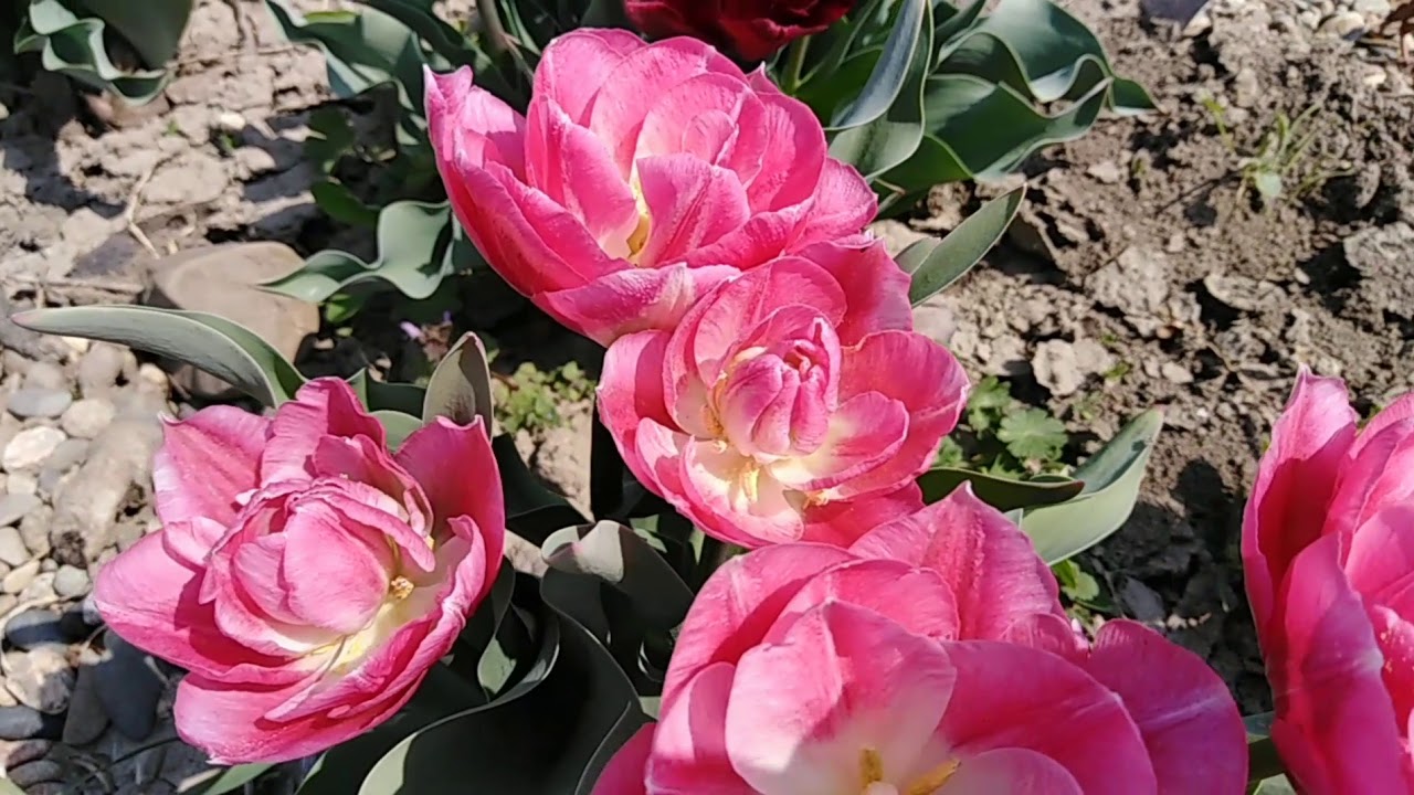 Тюльпан Финола. Finola tulip