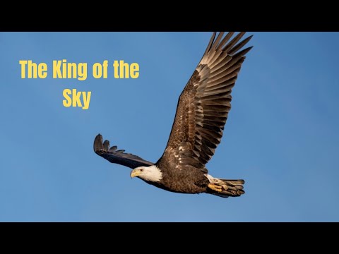 The Eagle: King of the Sky | Powerful Bird of Prey