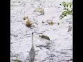 Mother Duck S Brave Standoff Vs Heron Protecting Ducklings From Predator Intense Wildlife