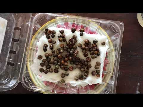 How to grow pea shoots at home with no soil!