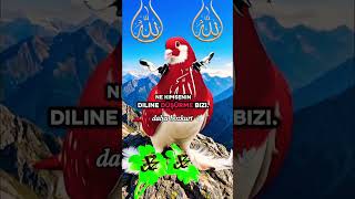 Download lagu MAY GOD NOT LET US FALL INTO THE HANDS OR AT THE MERCY OF ANYONE, AMEN mp3