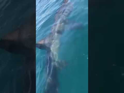 Un requin aperçu au large du Cap d'Agde dans l'Hérault