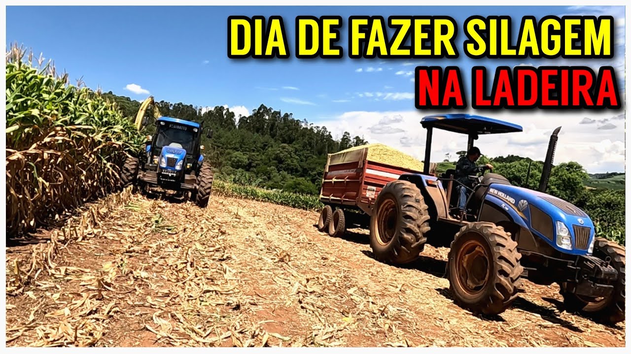 Dia de fazer SILAGEM de milho com os tratores (2 dias de muito trabalho e calor)