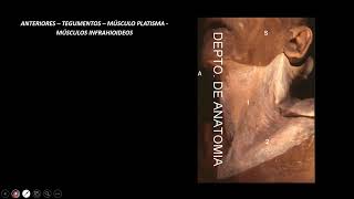 Anatomía topográfica del cuello - Tiroides - Anatomía