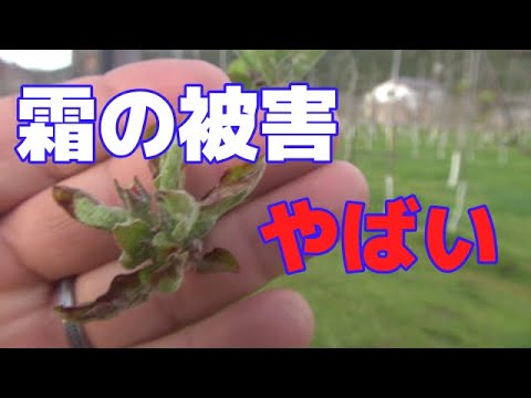 庭の遅霜による被害の応急処置 トピックス