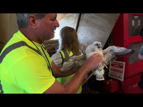 Peregrine Falcon Born