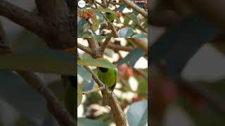Download lagu Tiếng chim Thanh tước Việt Nam / Chim xanh trán vàng / Golden-fronted Leafbird call... #tiengchim mp3 Download lagu Tiếng chim Thanh tước Việt Nam / Chim xanh trán vàng / Golden-fronted Leafbird call... #tiengchim mp3