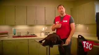 How to Treat Minor Pet Injuries  | Tractor Supply Co.