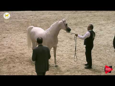 N.42 FA NILE SUDAN - SEWC 2019 - 2 Years Old Colts (Class 5)