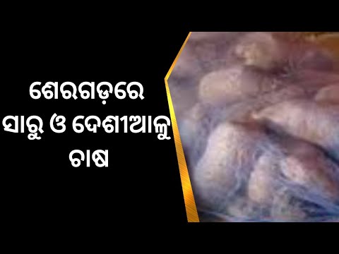 Ganjam News | ଗଞ୍ଜାମ ଶେରଗଡ଼ରେ ସାରୁ ଓ ଦେଶୀଆଳୁ ଚାଷ | Odia News