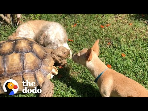Woman Brings A New Puppy Home To Her Tortoise And Watch What Happens Next! | The Dodo Odd Couples