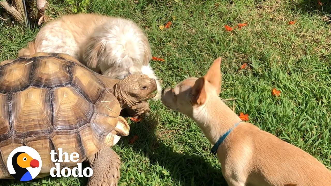 Woman Brings A New Puppy Home To Her Tortoise And Watch What Happens Next! | The Dodo Odd Couples