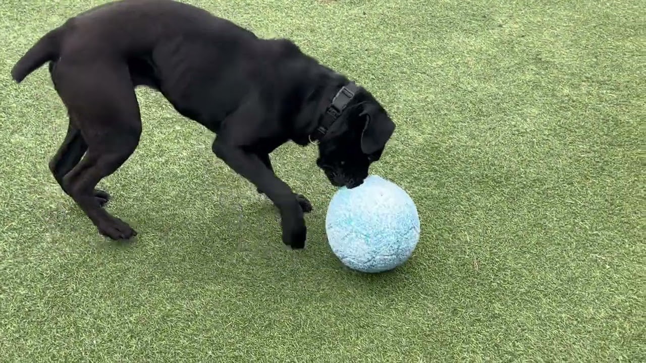 FloJo, a Adoptable mixed breed in Columbia, IL video 6/6