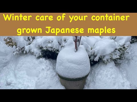 Winter care of your container grown Japanese maple tree