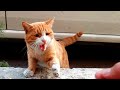 A Shy Little Angry Homeless Orange Cat Meows Loudly For Food Angry Orangecats Landofcats