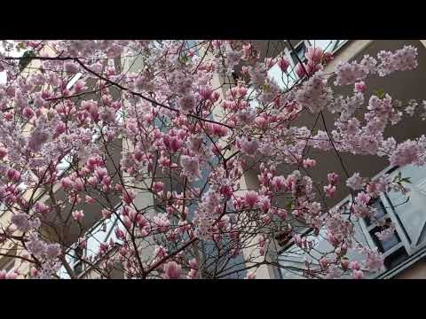 Spring in Prague #blooming #spring  #prague. @larissanayda4062