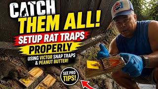 CATCH THEM ALL! Setup Rat traps Properly using the Victor Snap traps and Peanut Butter! See Pro tips