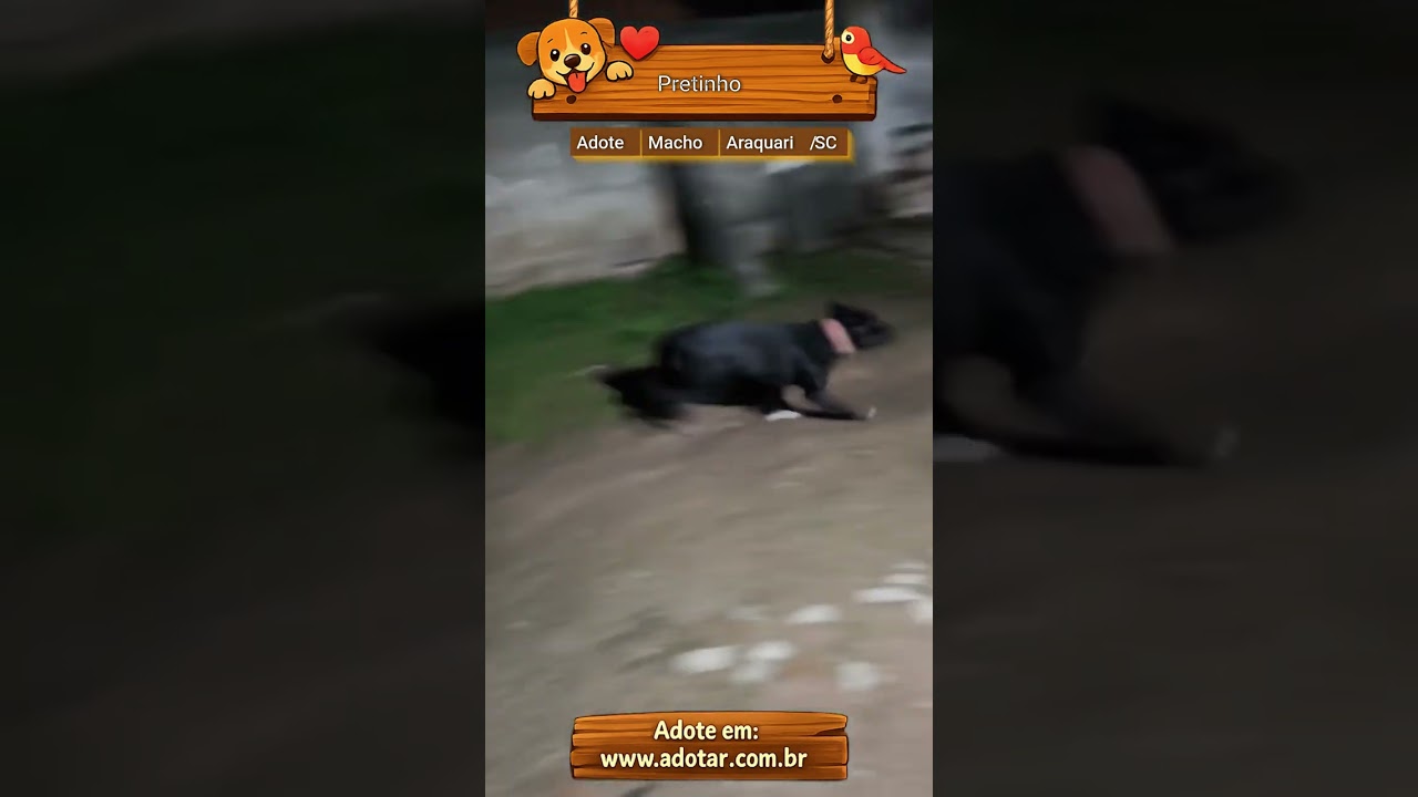 Cachorro raça SRD-ViraLata idade 7 a 11 meses nome Pretinho