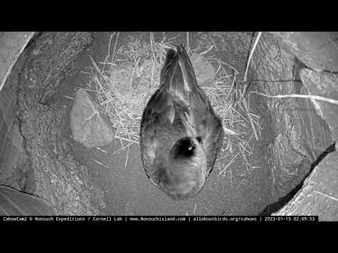 Male Cahow Returns To Cahow Cam 2 Burrow, Awaits Mate – Jan. 15, 2022