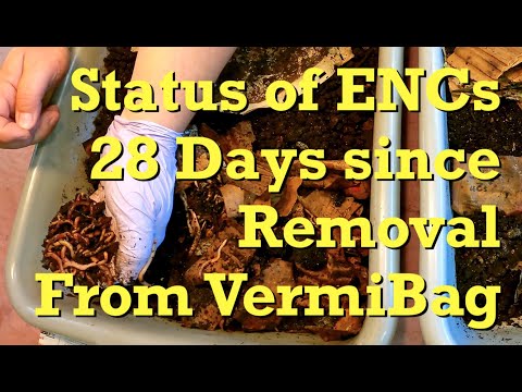 ENCs from VermiBag 4 weeks after extraction - worm farm vermicomposting