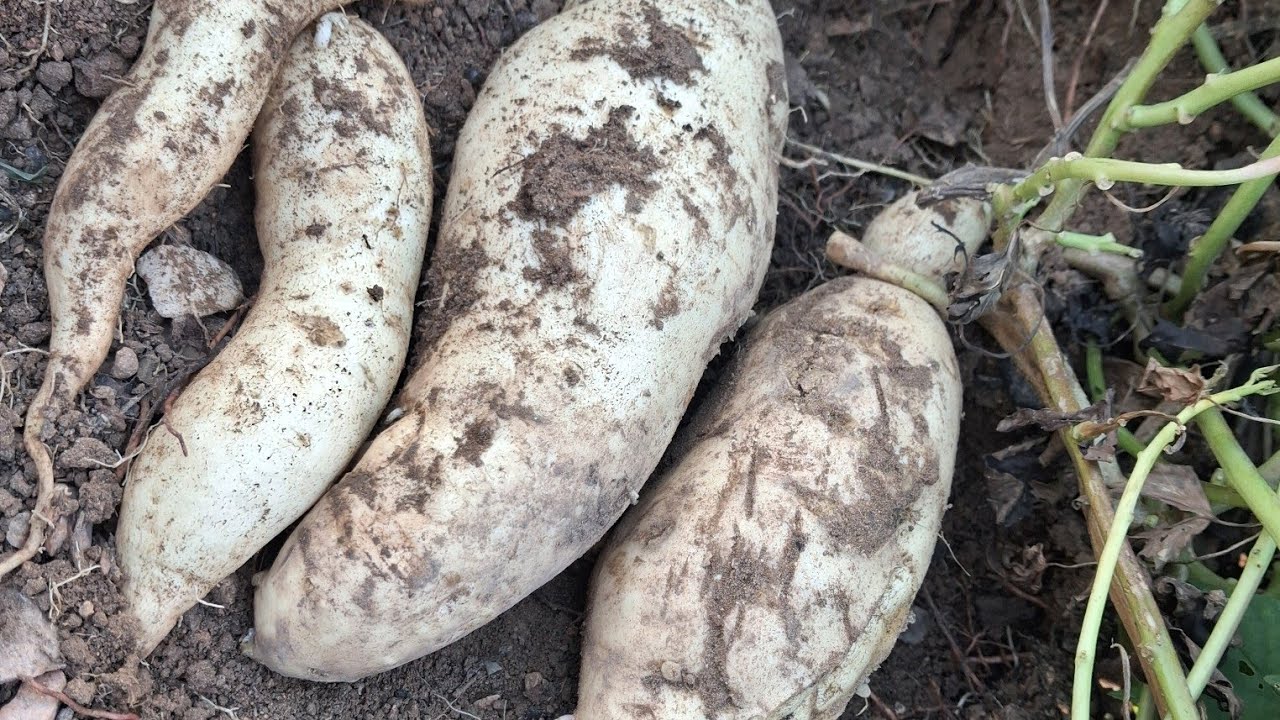 📌4K SECOND HARVEST OF SWEET POTATOES IN THE GARDEN #Abrian's vlog 