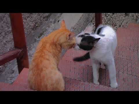 Cat's Fighting with sound- Exclusive video (play with full sound) #MD: Masum