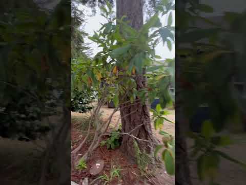 Video aqTgH4-fkHc