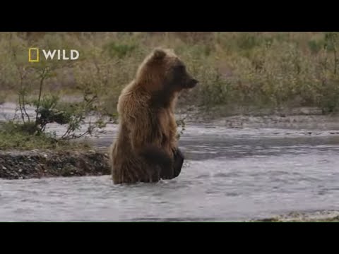 Tutejsze niedźwiedzie to perfekcyjni łowcy ryb [Największe parki narodowe Ameryki]