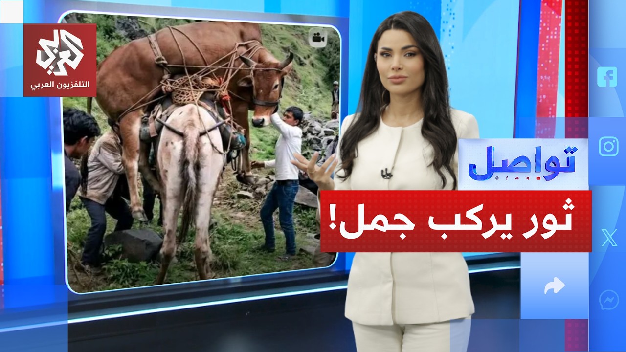 أغرب عملية شحن في جبال إب اليمنية.. ما القصة؟!│ تواصل