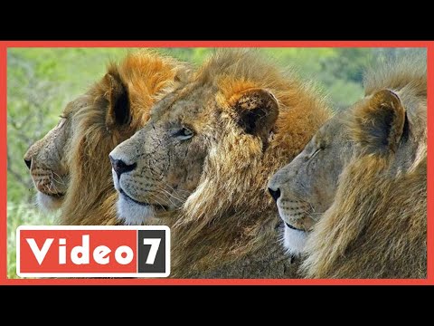 اعرف سر تسمية أسد حديقة الحيوان بـ حسين فهمى