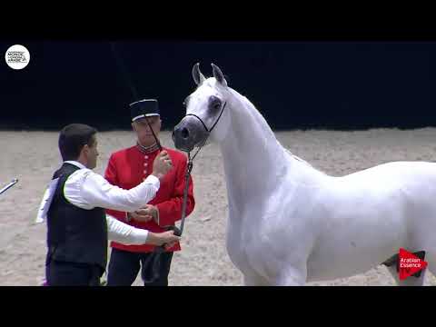 N.134 PSE AL RAKHAN - Paris 2018 - Senior Stallions (Class CM 6A)