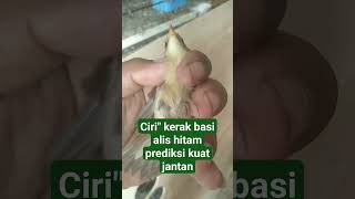 Download lagu contoh ciri' kerak basi alis hitam jantan mp3