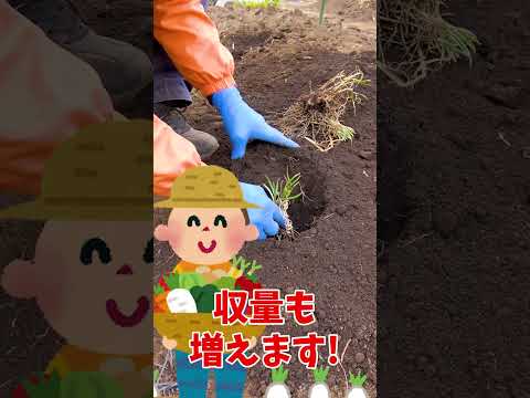 comment-faire-pousser-ananas-maison-balcon-pot-fleurs