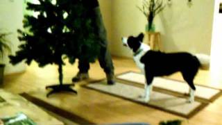 Border Collie helping put up Christmas tree