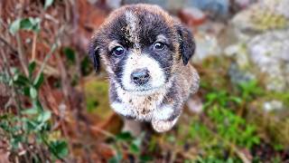 Abandoned Puppy's New Year Wish Came True