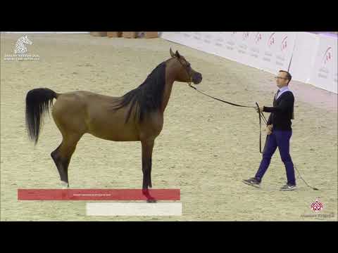 N 186 BAHIR AL BIDAYER   Sharjah Arabian Horse Festival 2020   Colts 3 Years Old Class 9
