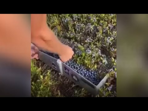 Internetom kruži video berbe borovnica: "Nikada nisam ovo vidio"