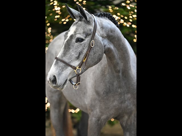 Ciao Bella Van Ter Wilgen Z - walk & 360