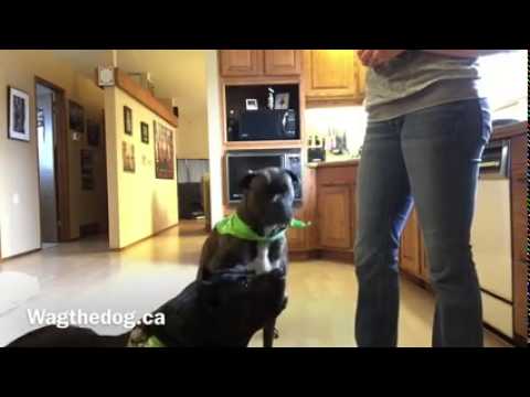 Boxer hugs and kisses his brother on cue