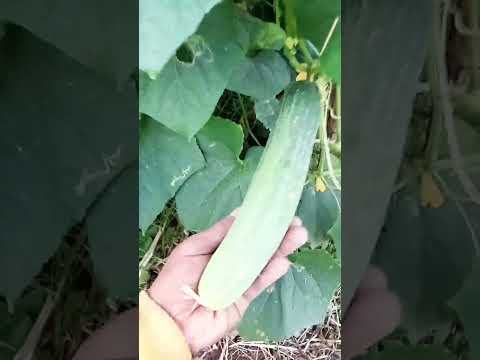 timun cap Hercules plus#subscribe #timun#vidioshort