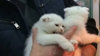 Yavru kedi köpek fiyatları ne kadar