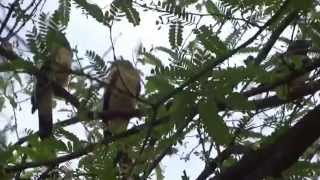 preview picture of video 'Very active and vociferous Indian treepie'