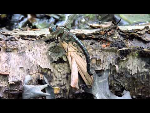 Capital Naturalist: Swamp Darner Dragonfly Laying Eggs