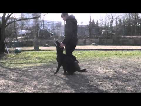 Grace von der Teufelskehle - Anfänge Unterordnung