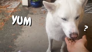 Cute Husky Demands to be Hand Fed