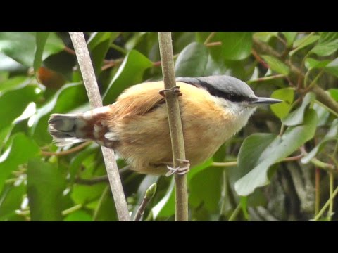 Nuthatch Bird Singing A Most Beautiful Song - Ptice