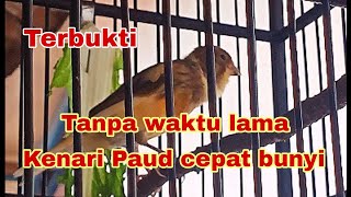 Download lagu How to care for paud canaries from ombyokan so they sing quickly mp3